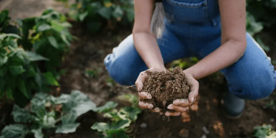 Illustrative image of Organic soil management in Drummondville